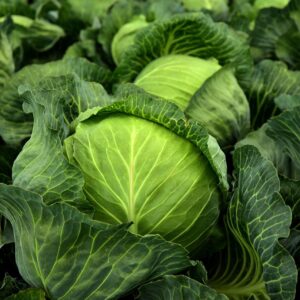 cabbage, herb, white cabbage, cultivation, vegetables, healthy, vitamins, winter vegetables, nature, vegan, vegetarian, cabbage field, green, food, agriculture, vegetable cabbage, leaves, fresh