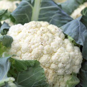 cauliflower, vegetables, food, vitamins, market fresh vegetables, vegan, cauliflower, cauliflower, cauliflower, cauliflower, cauliflower