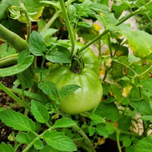 tomato, green tomato, vine tomato