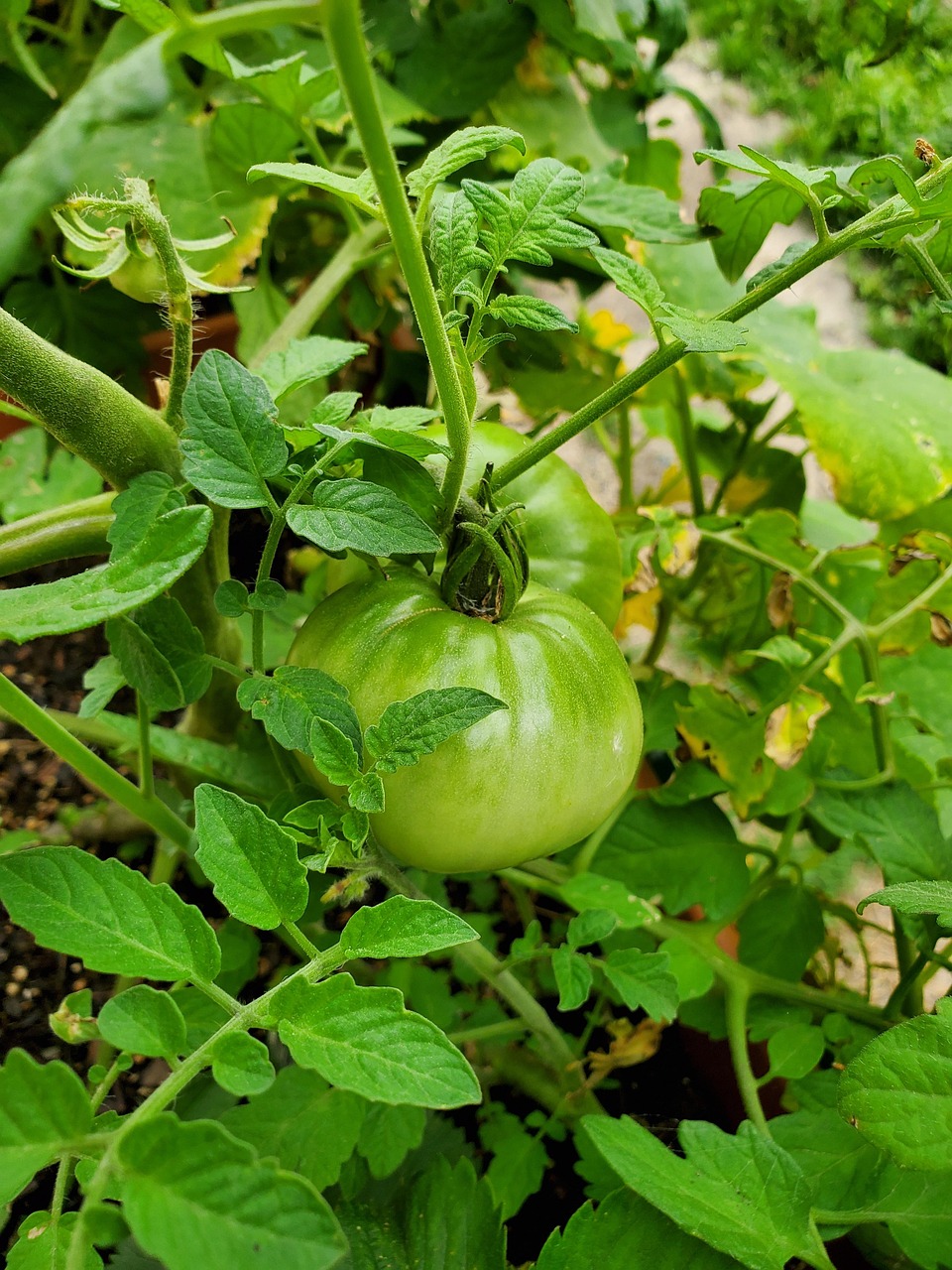 gf7e9518a77207ec84d708391d528cf828776a9605a61d1c3adf2820d6e72cb1d7eeb87310f5b689697ddd684766b52e81e52362e6a7cdb2f9d75a9bafba5e099 1280 4323136 tomato, green tomato, vine tomato